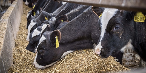 calves
