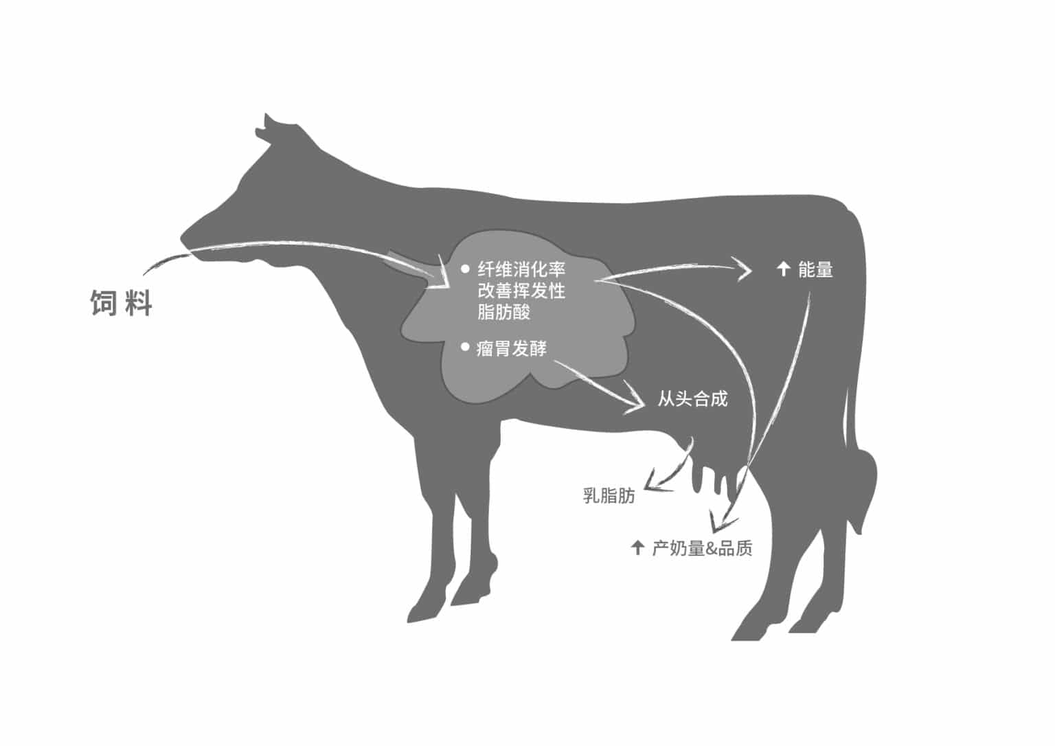 奶牛瘤胃健康与饲料效率管理方案 • Phileo乐斯福动物营养与健康