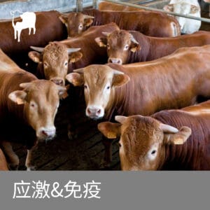 肉牛转群期应激怎么办?