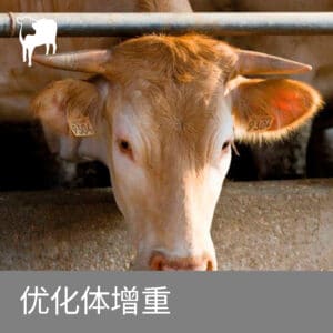 肉牛体增重缓慢怎么办?