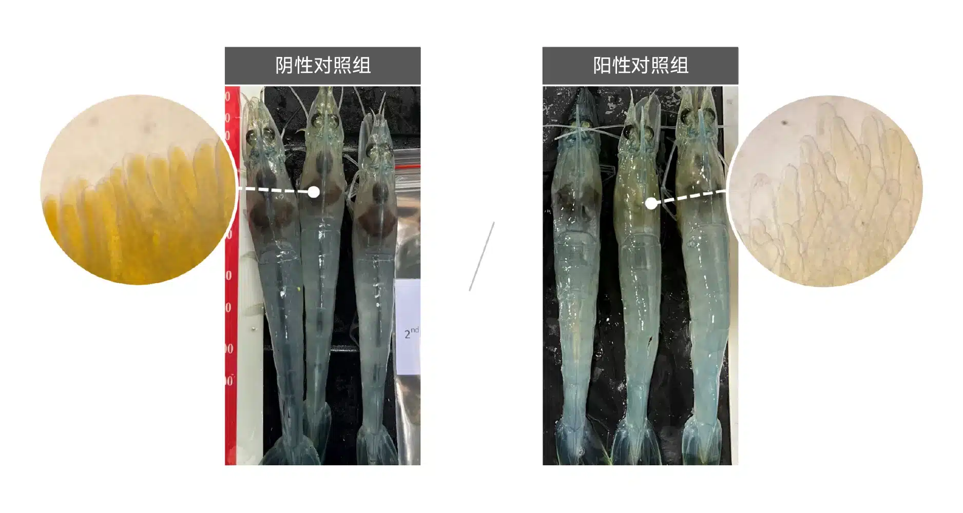 阴性对照组和阳性对照的对虾
