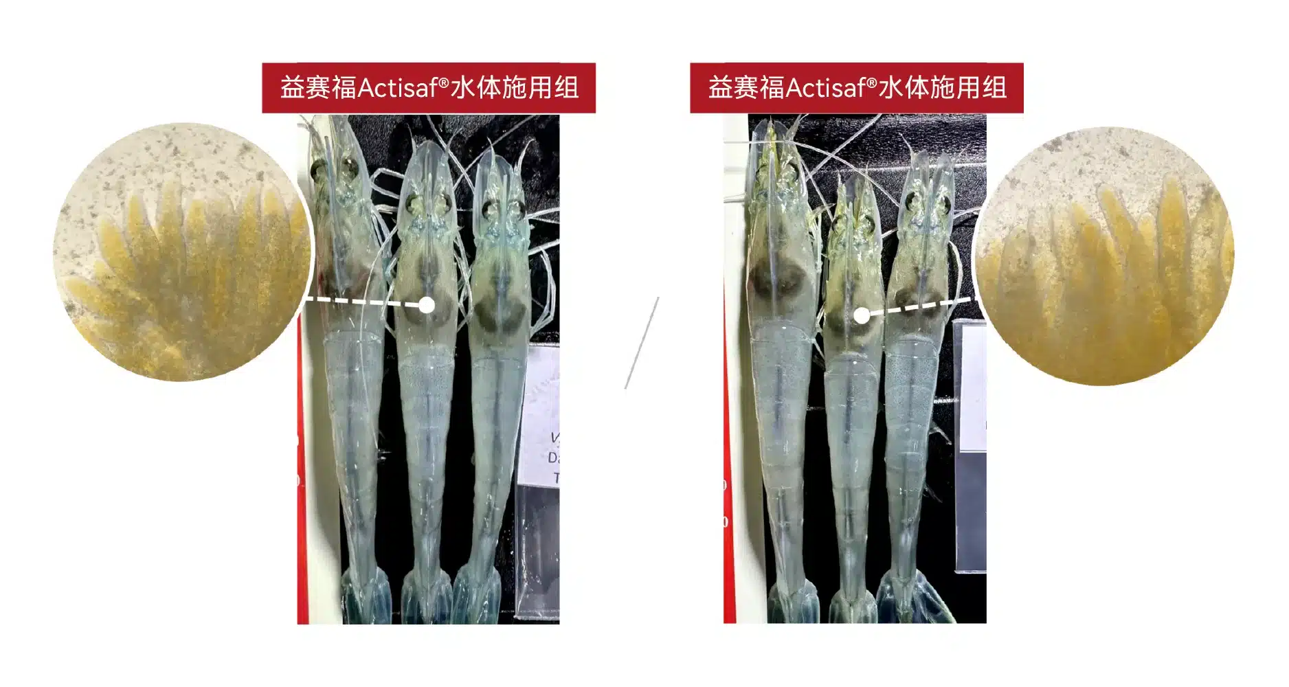 益赛福水体施用组和益赛福拌料添加组的肝胰腺
