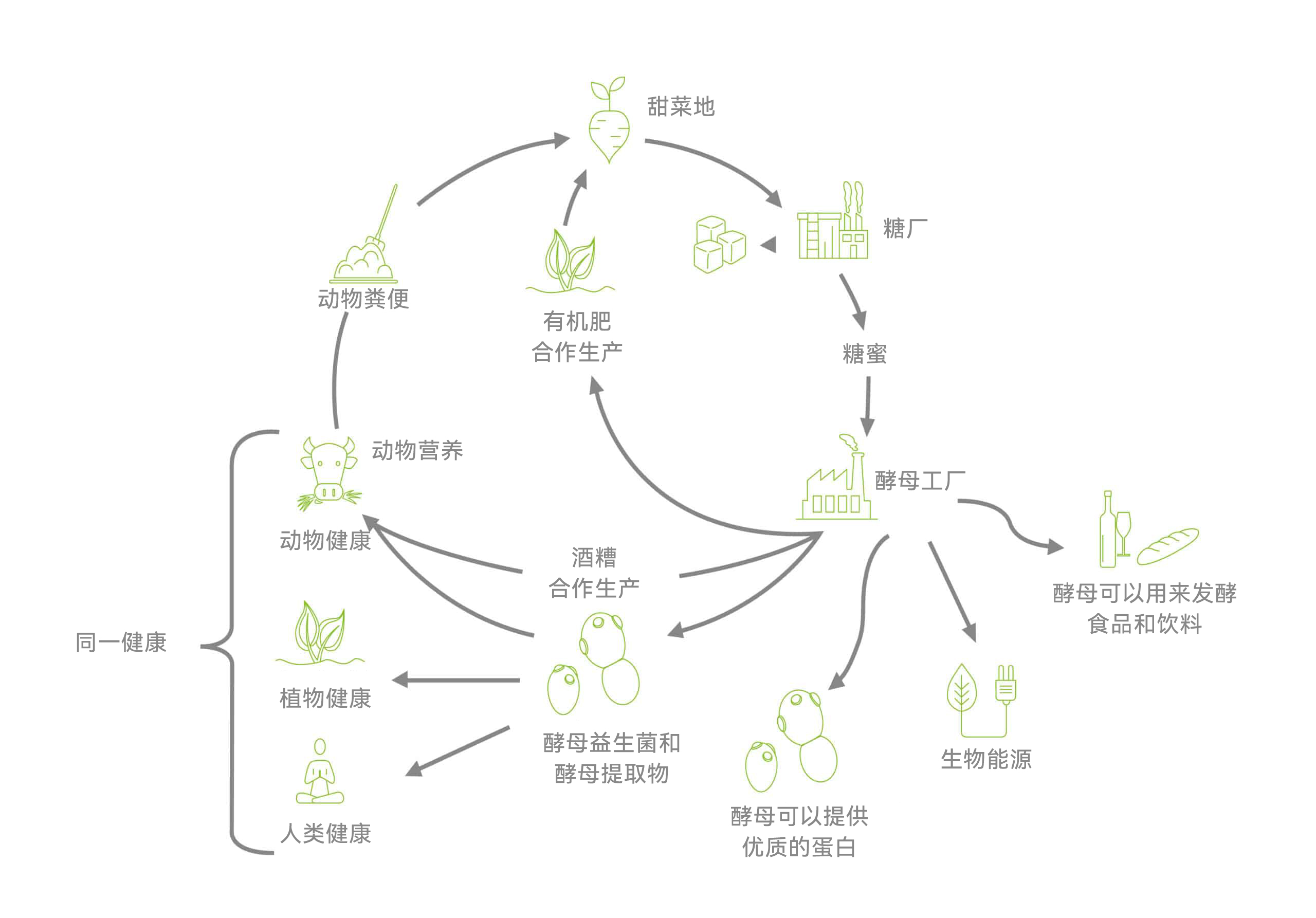 酵母产业的可持续生态链与循环经济模型